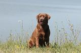 LABRADOR 017